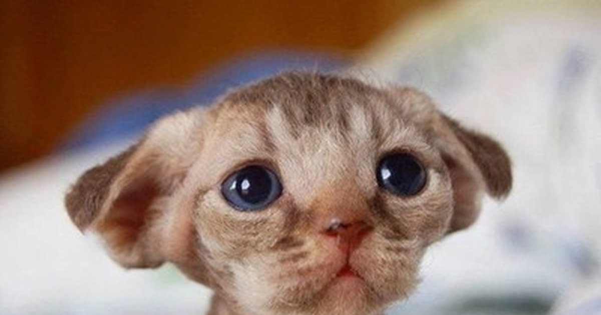 Милые лопоухие кошки