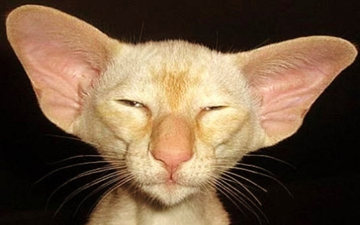 Коты с большими ушами