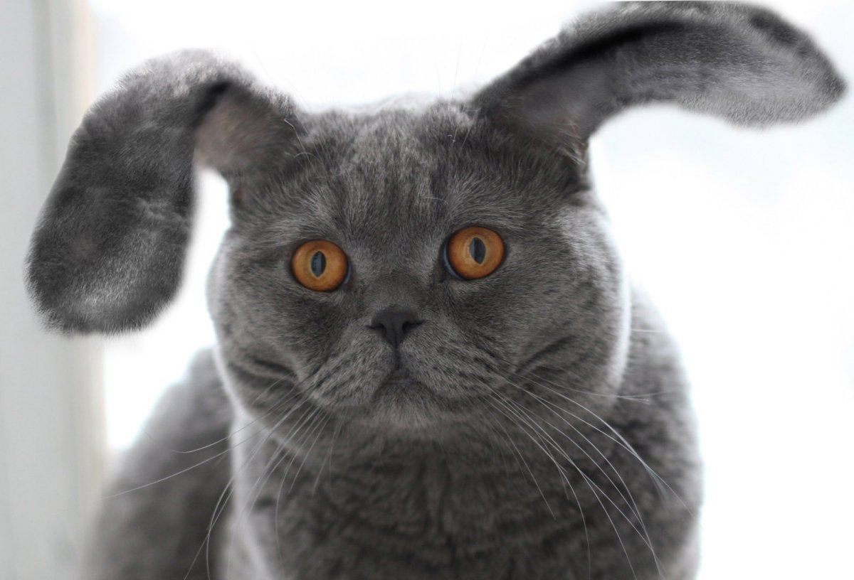 Шотландские кошки с ушами