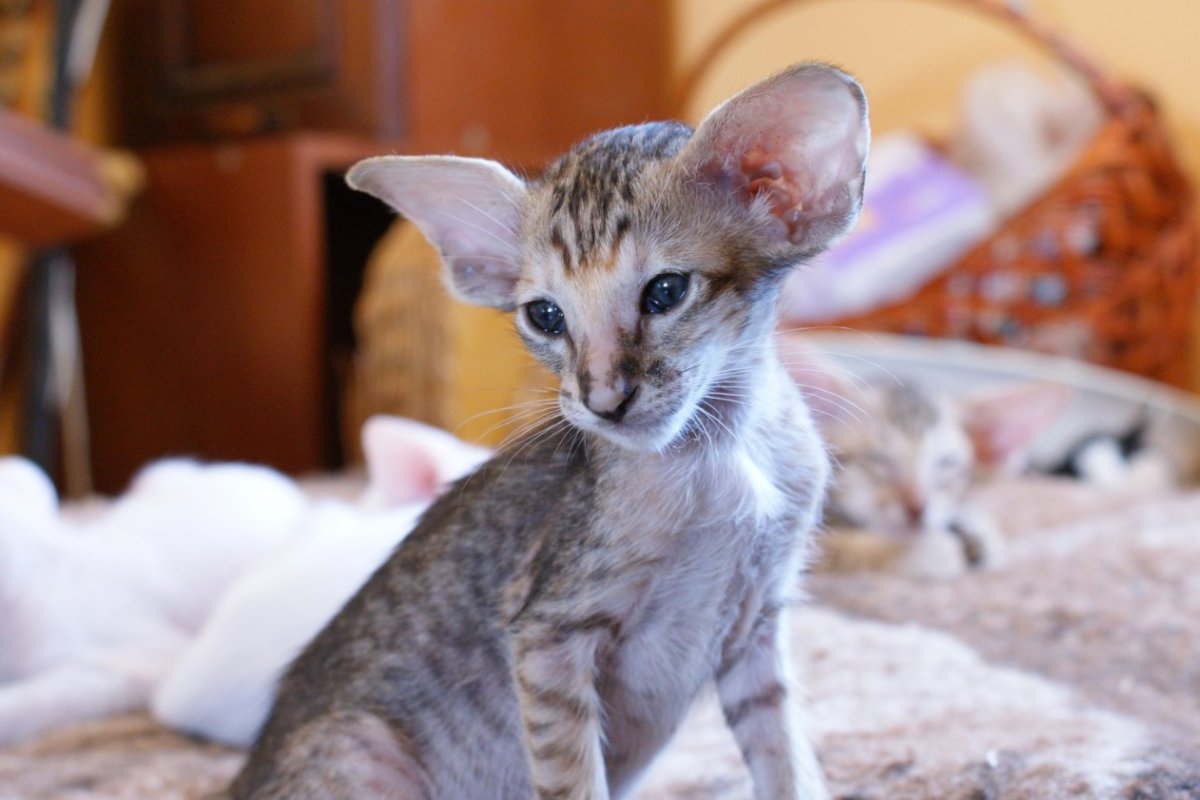 Восточная Ориентальная кошка