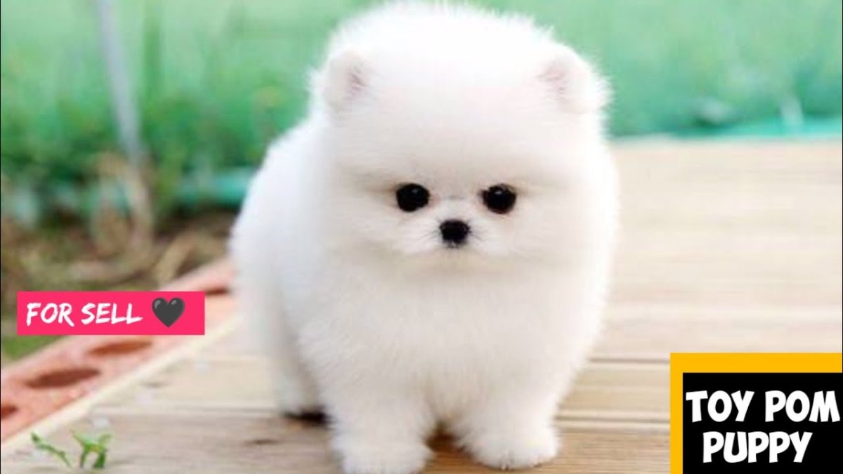 Шпиц jiffpom