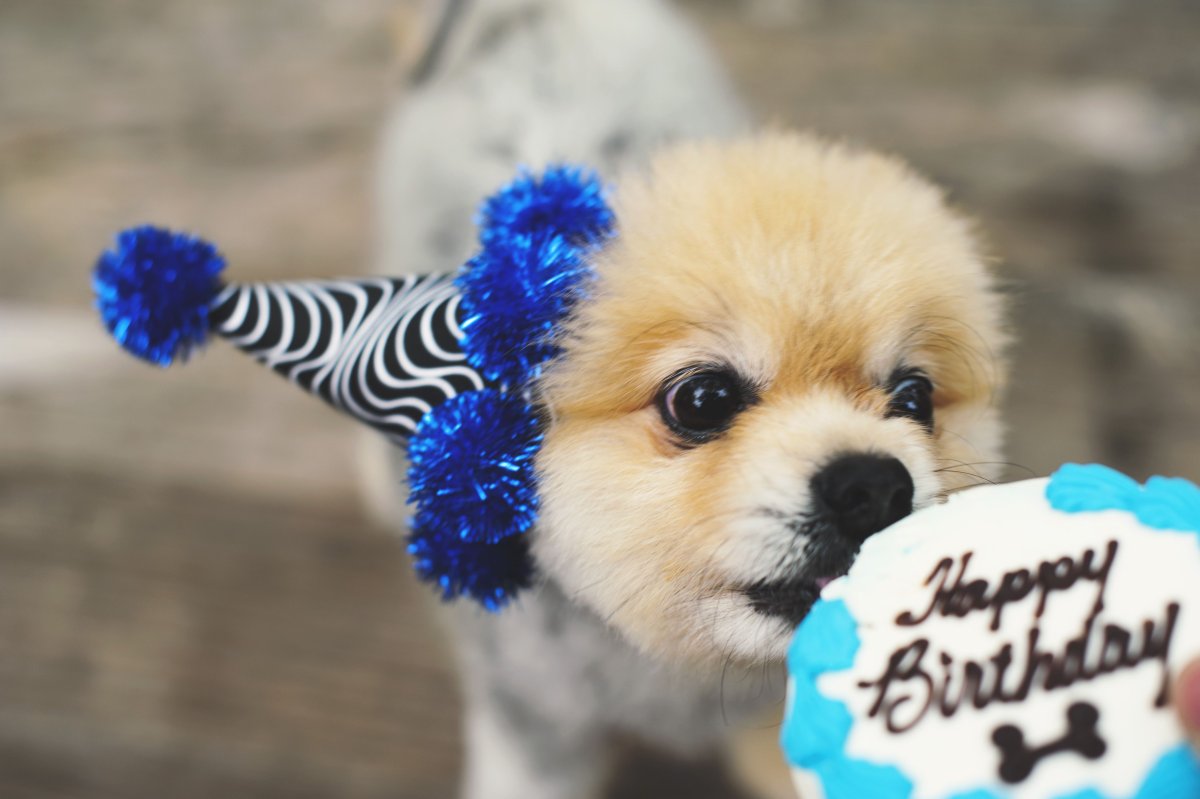 Померанский шпиц милашка