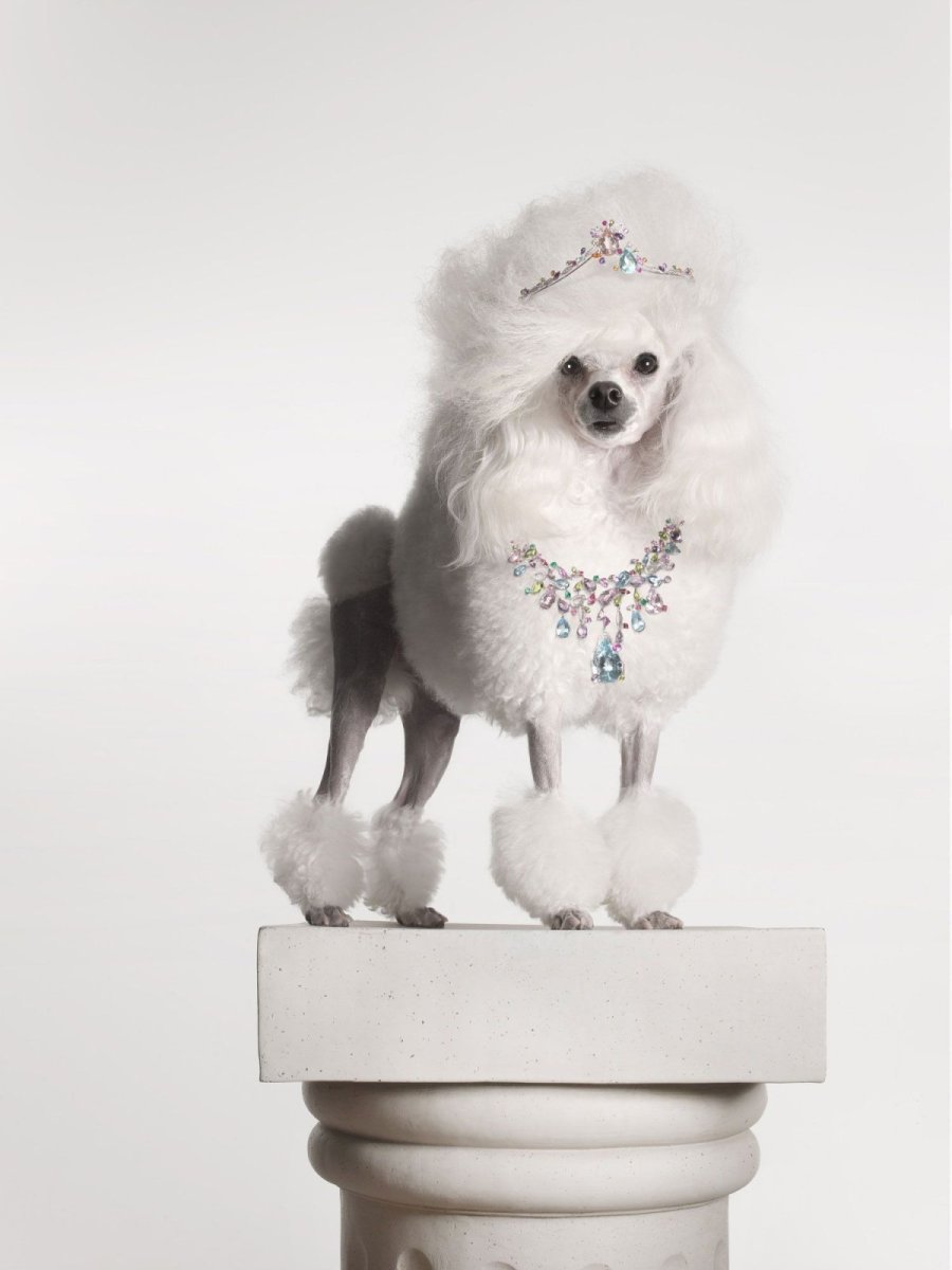 Китайская собачка маленькая пушистая