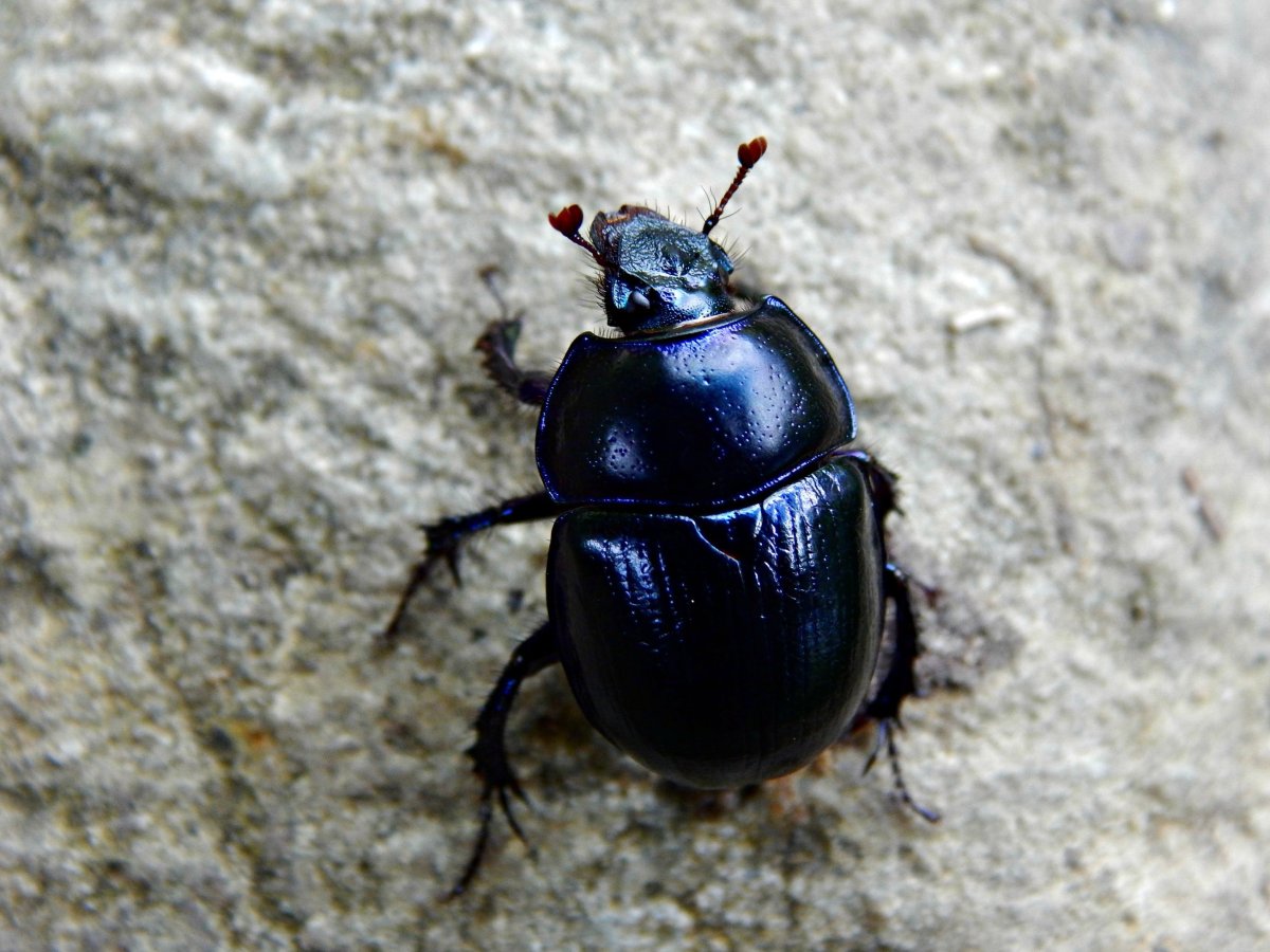 Жук ольхоед