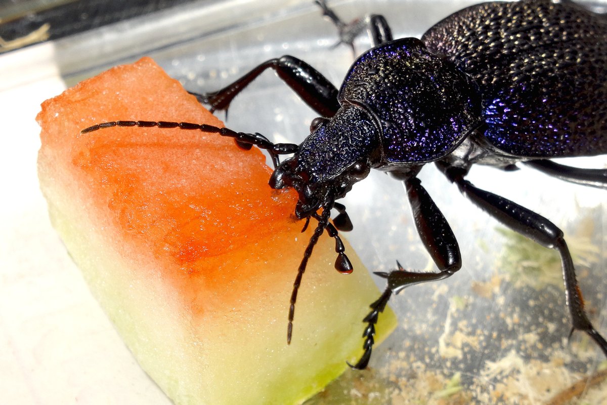 Садовый Хрущик Жук