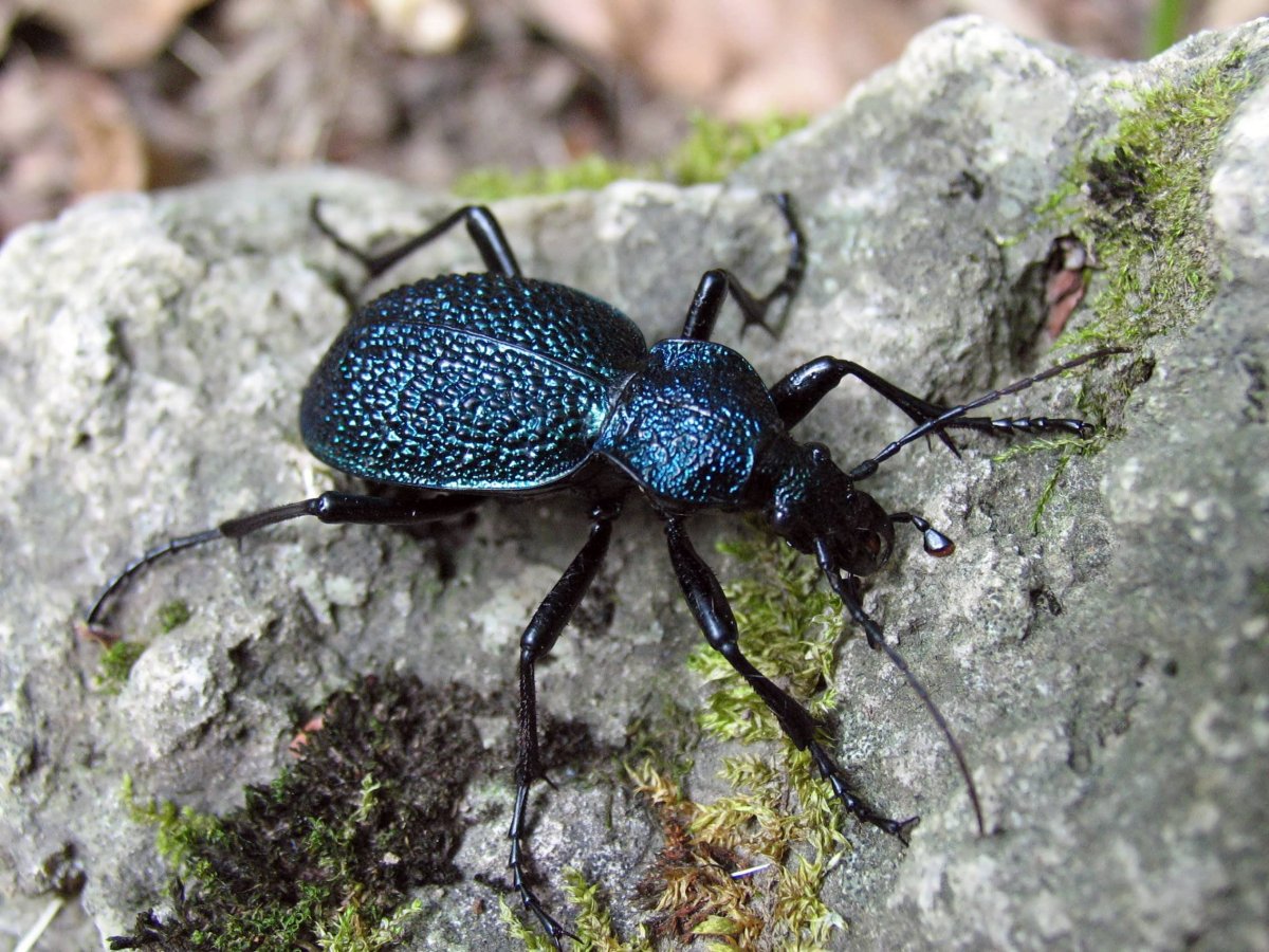 Черный Жук чернотелка