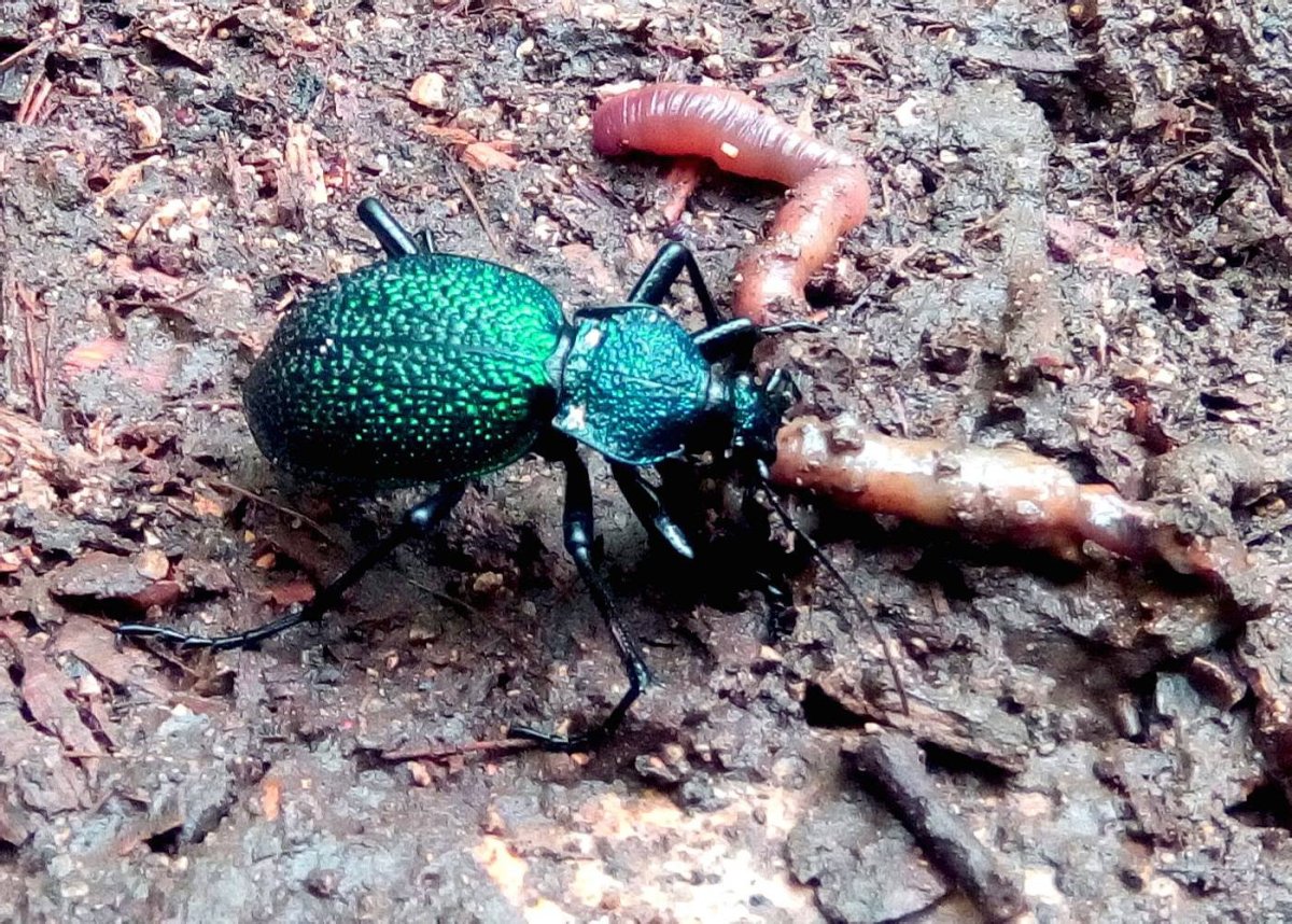 Жук жужелица Кавказская