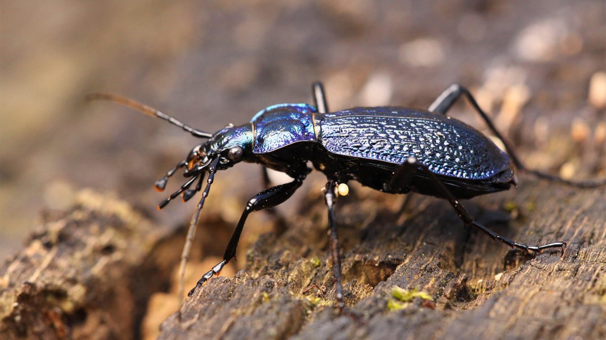 Жужелица Карабус