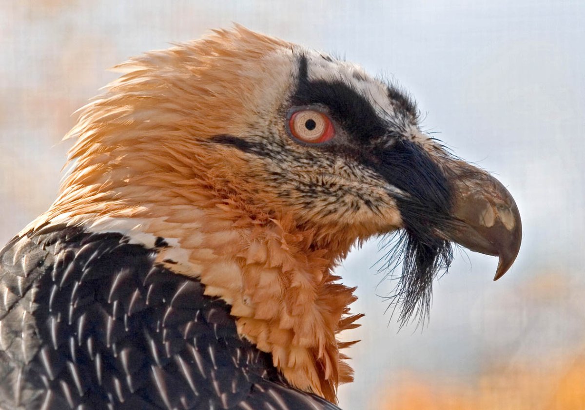 Орёл-ягнятник Бородач