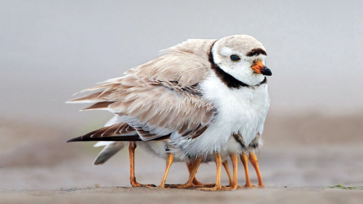 Чхикви птица Грузия