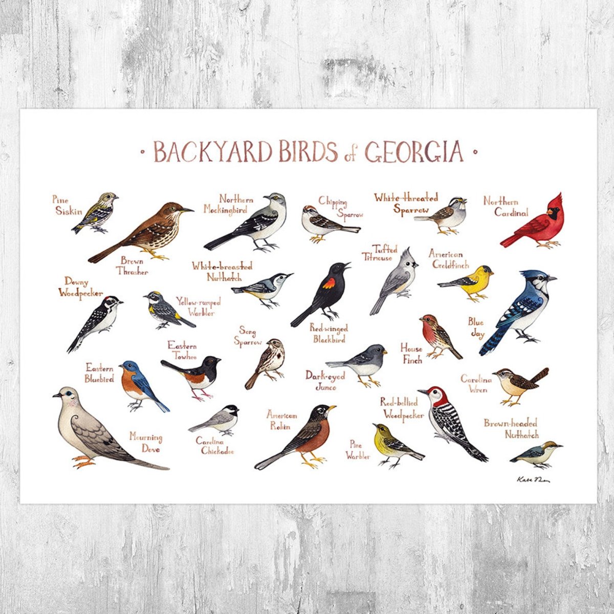 Птицы нашего двора