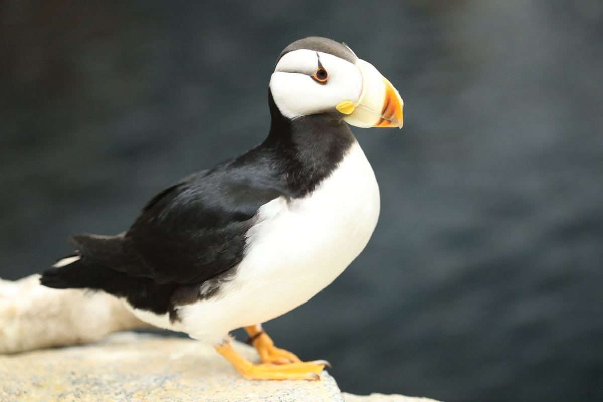 Птицы Грузии