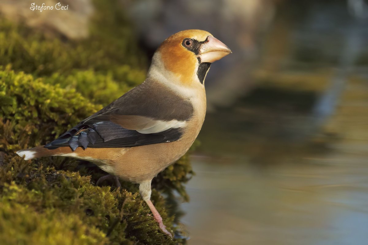 Белоухий Монарх птица