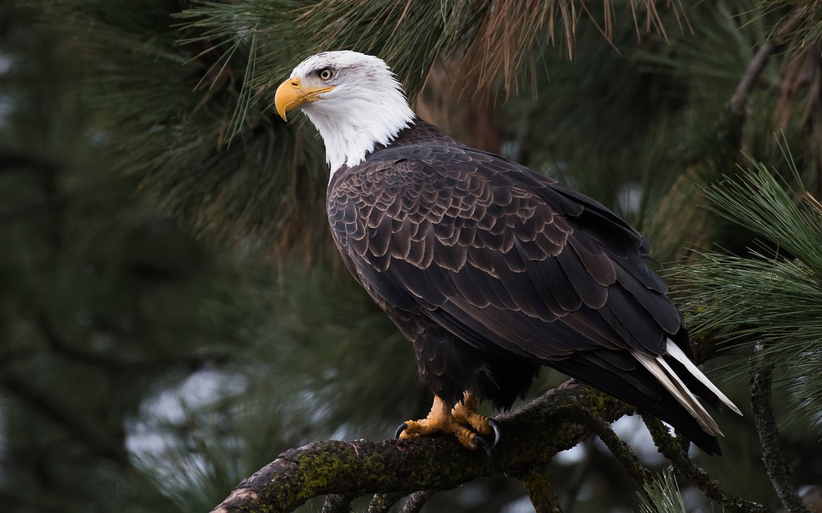 Мадагаскарский Орлан
