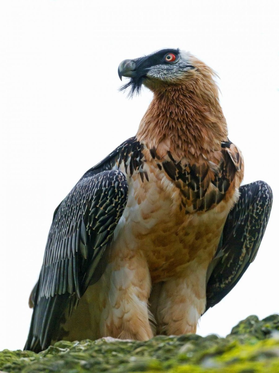 Орёл-ягнятник Бородач