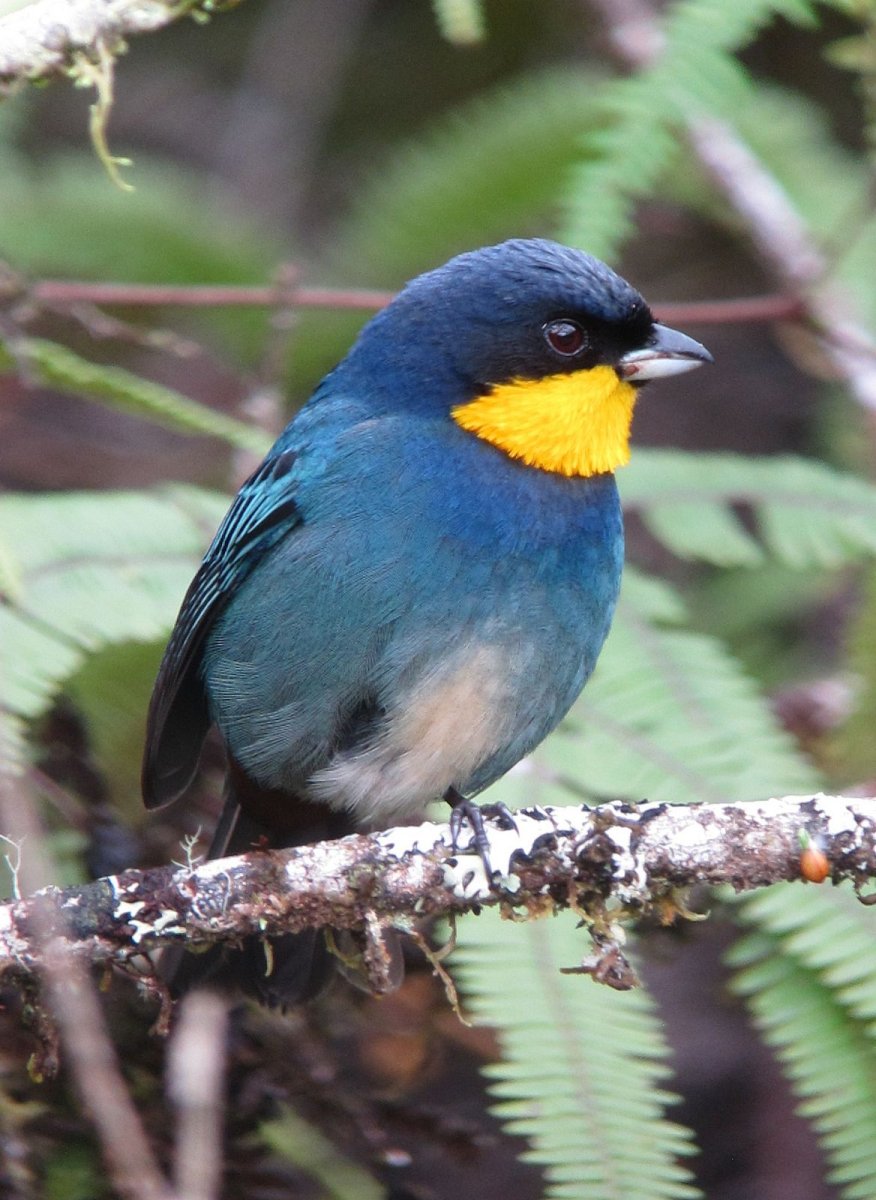 Райская танагра