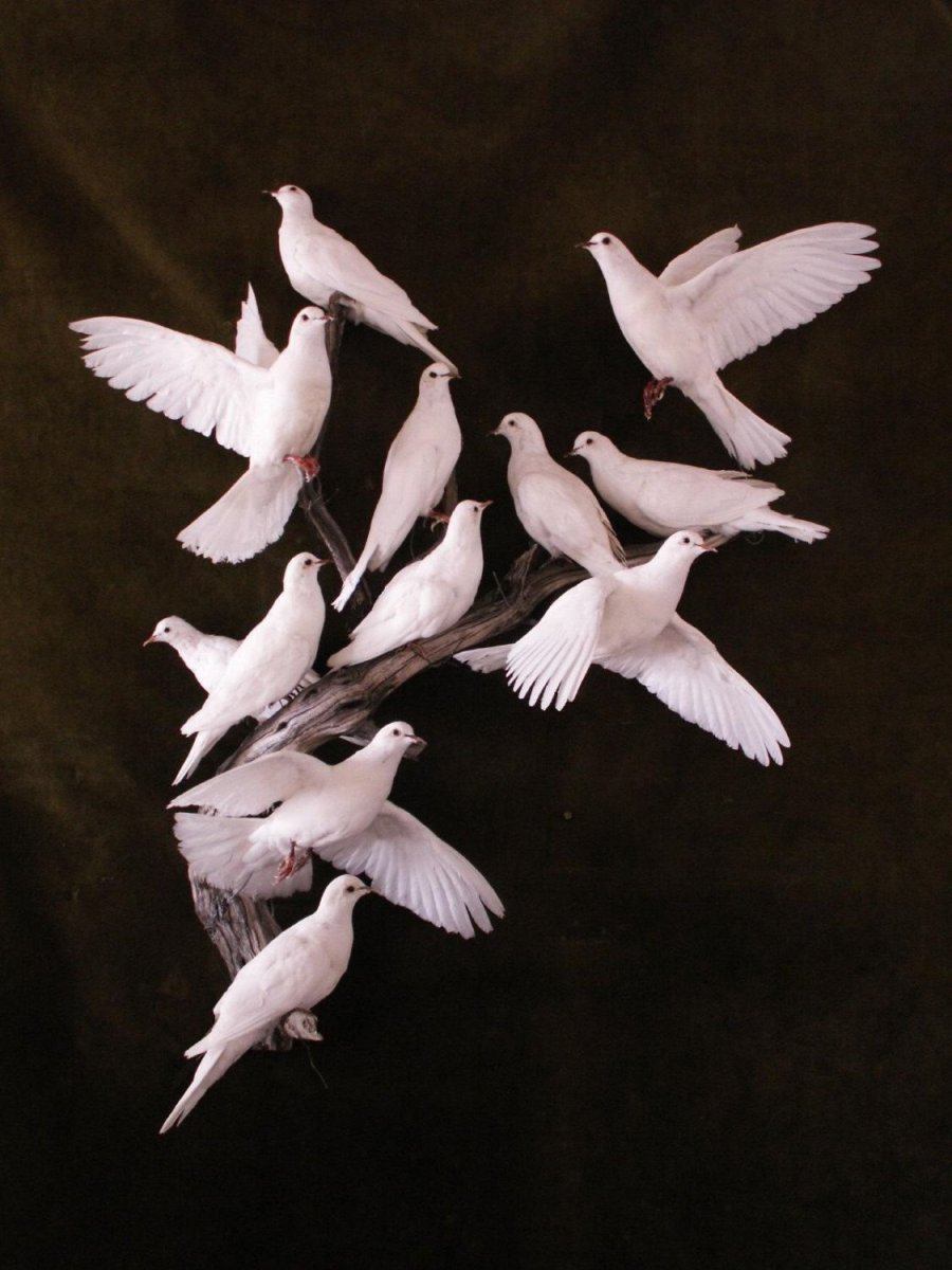 Полярная Сова фото