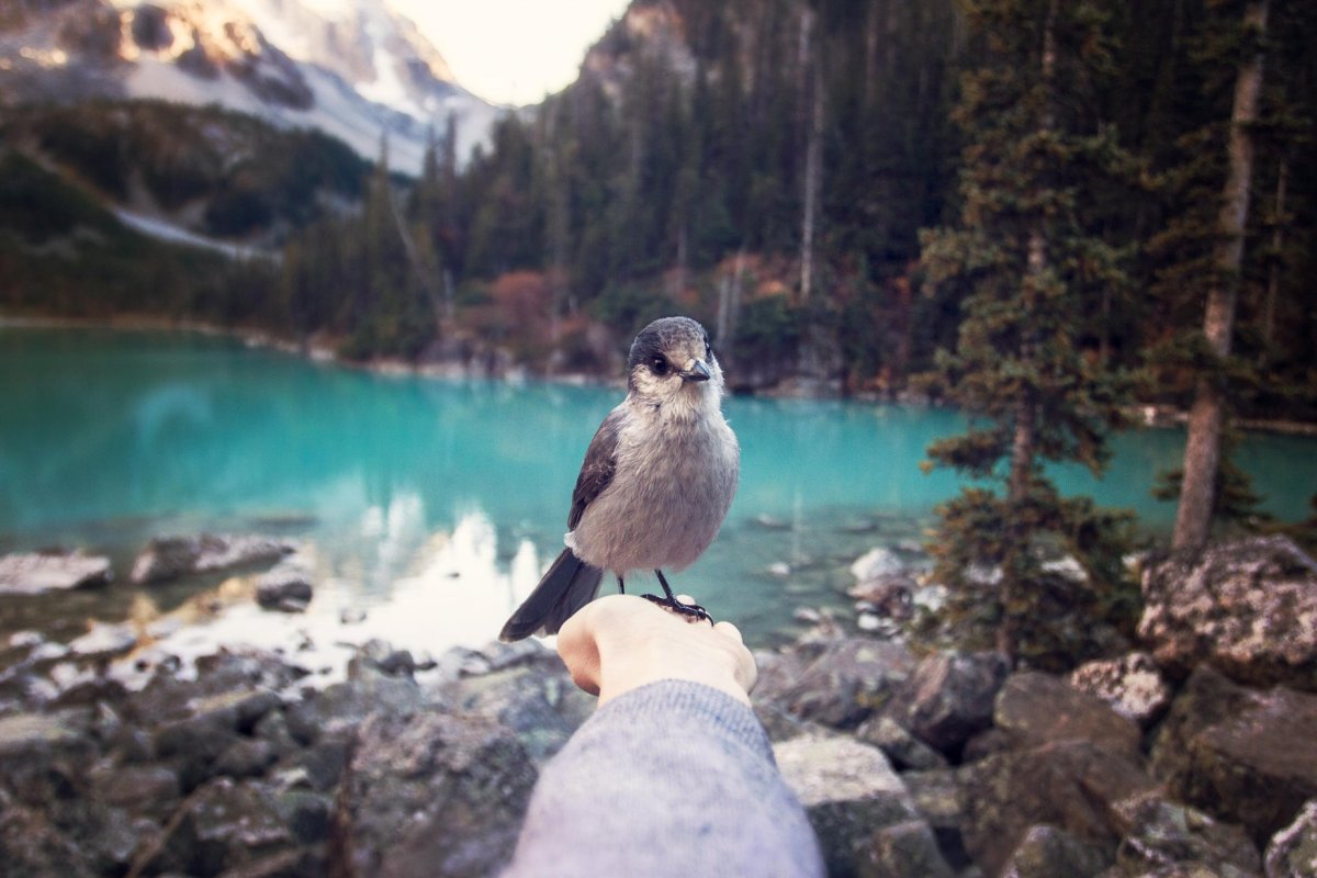 Птицы в горах Абхазии