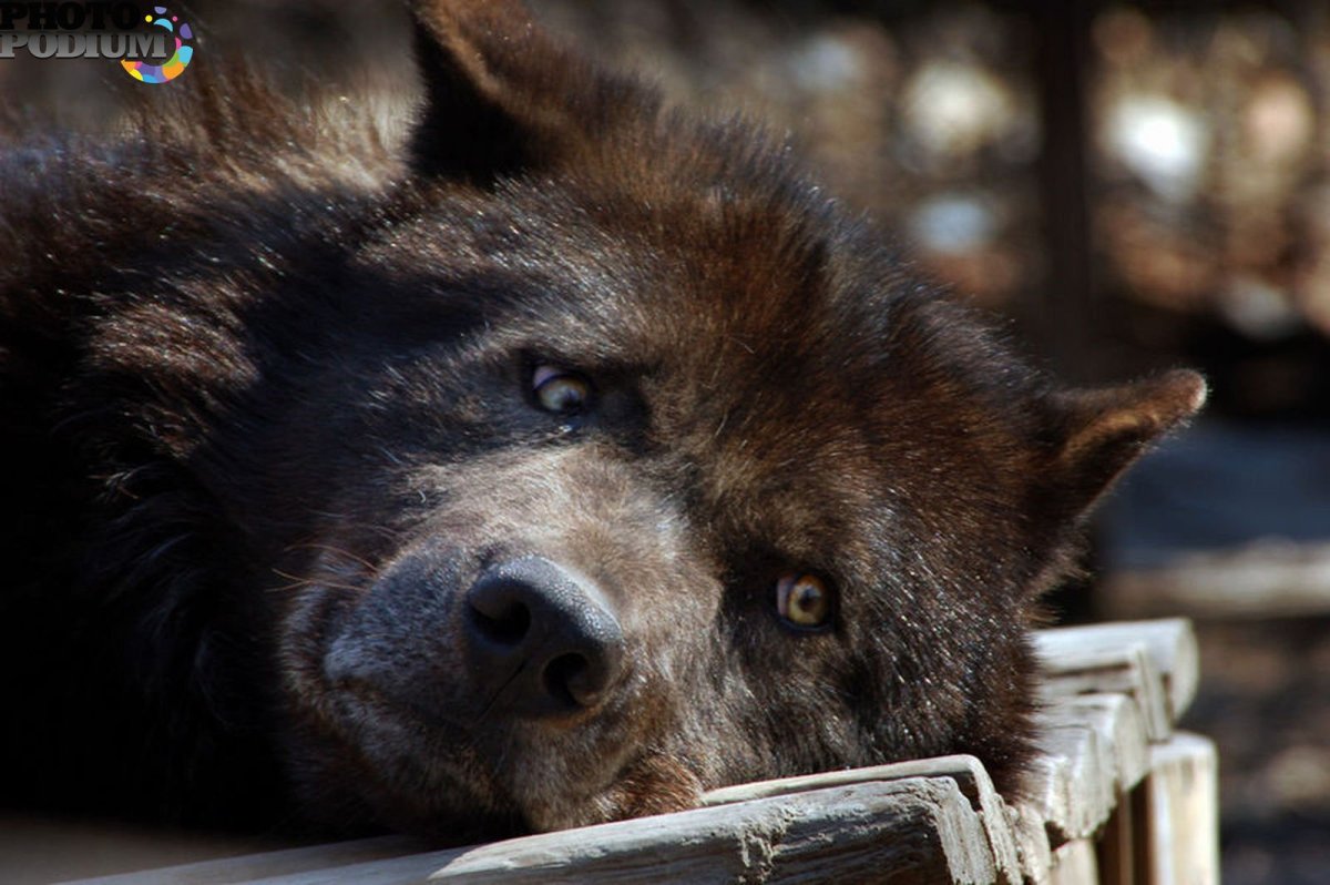 Ирландский вольфхунд