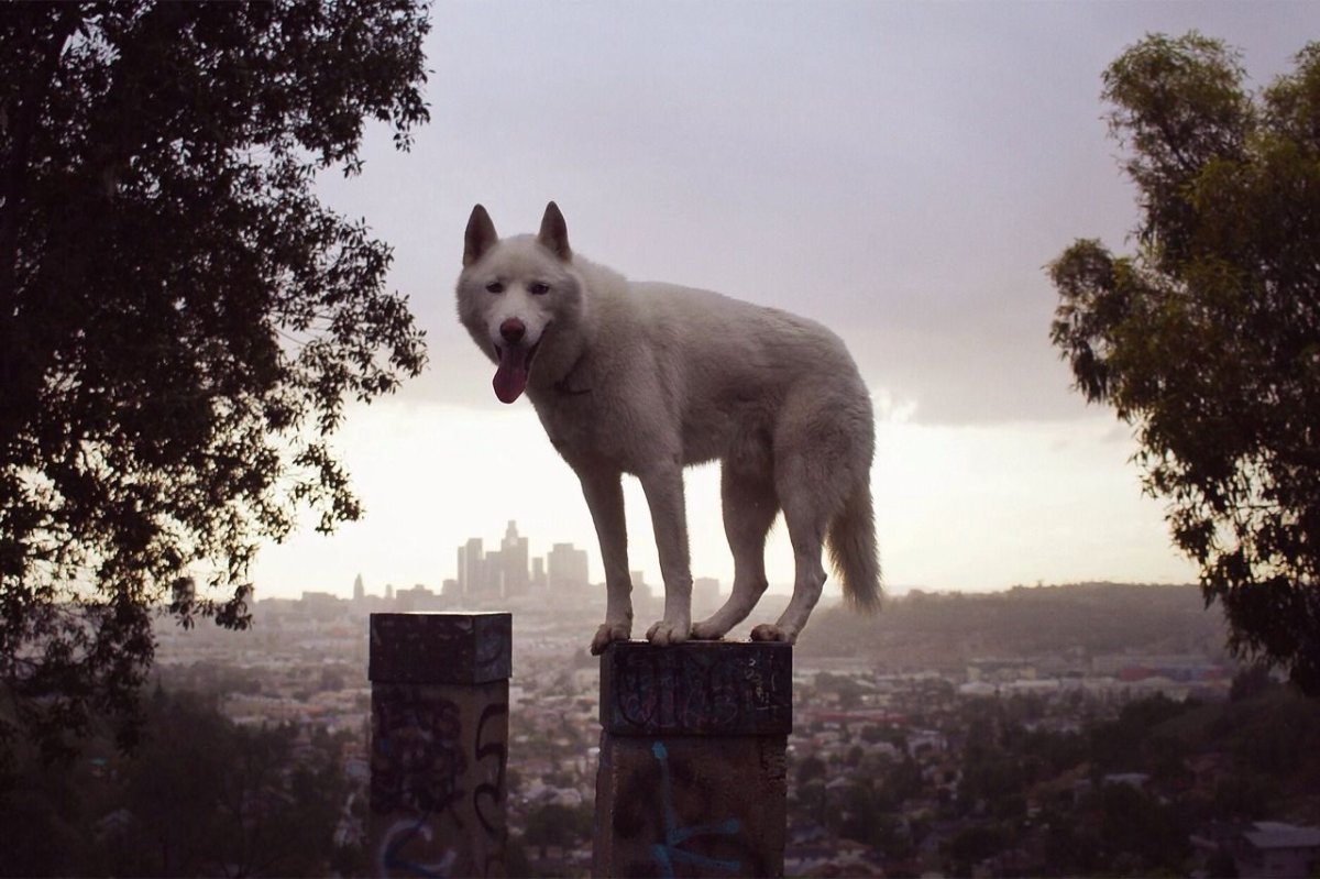 Вольфхунд шпиц