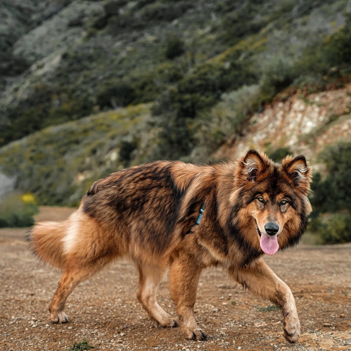 Волкособ хаски черный