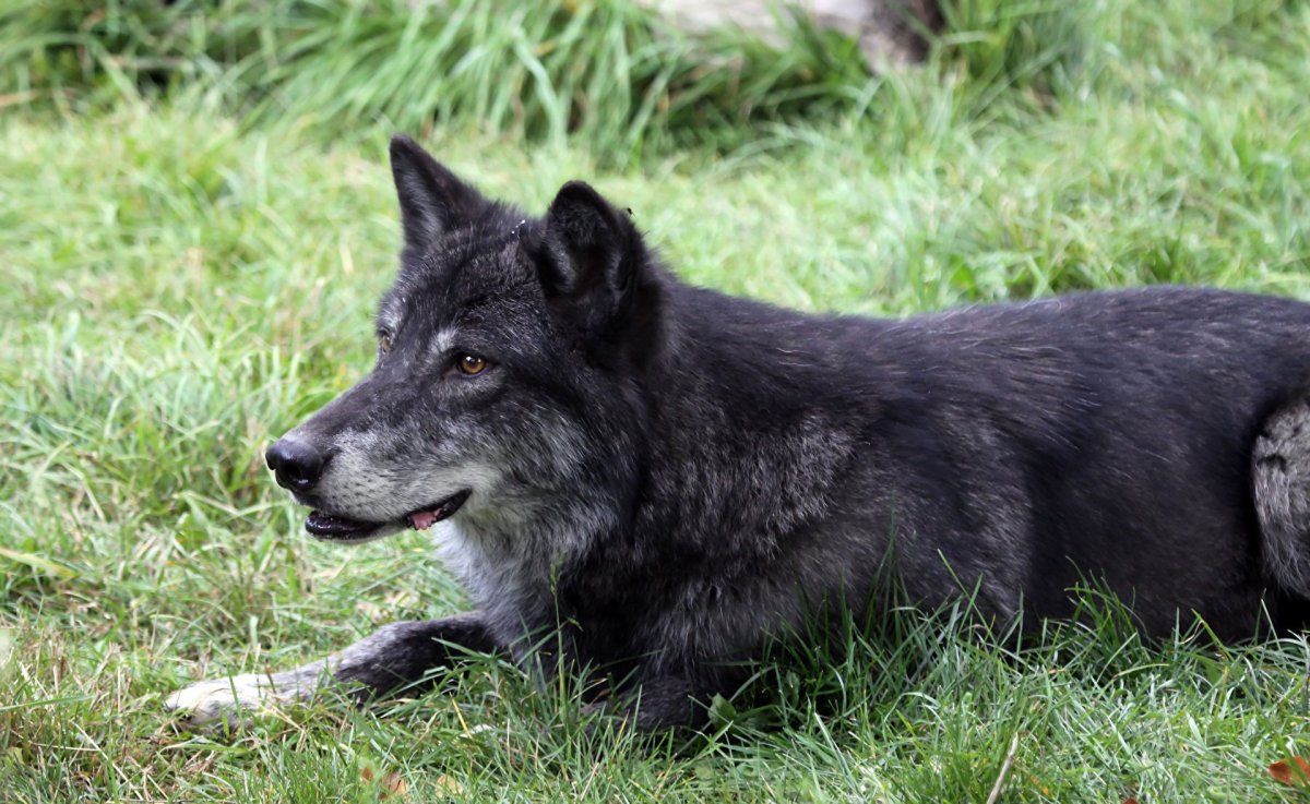 Канадский волкособ вольфхунд