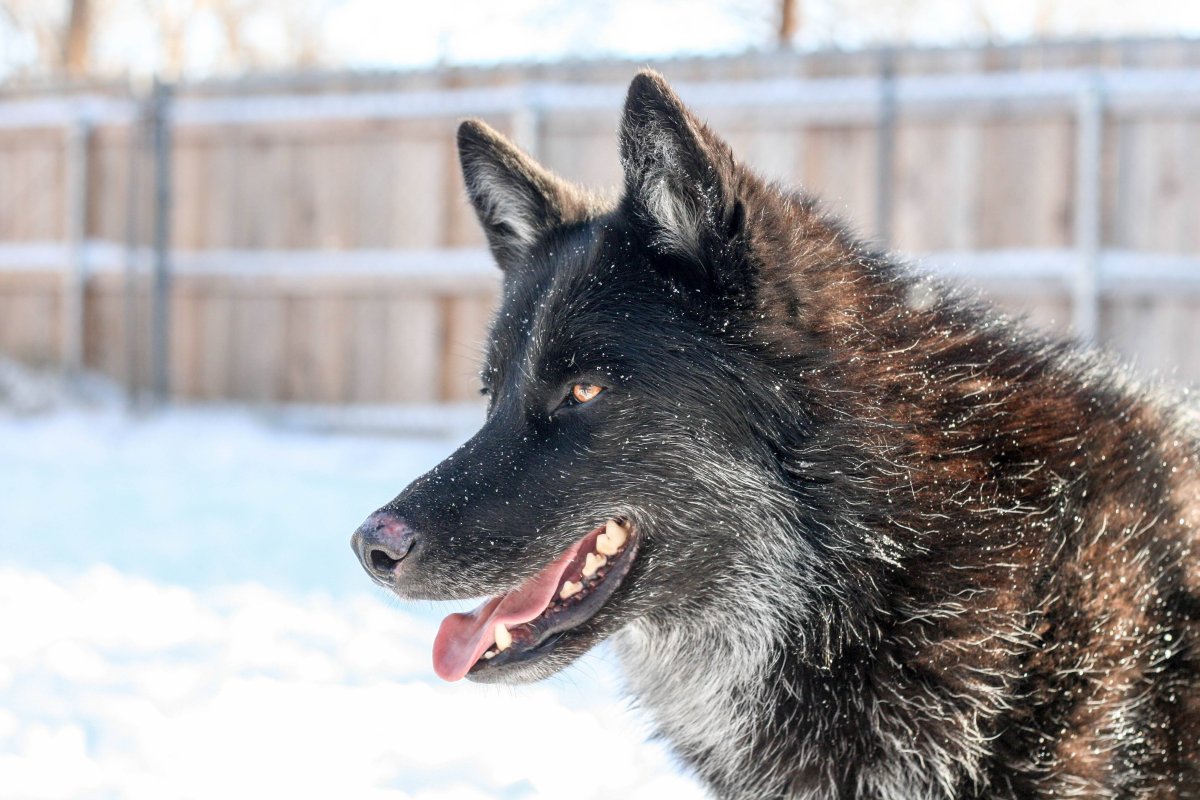 Волкособ Акелла