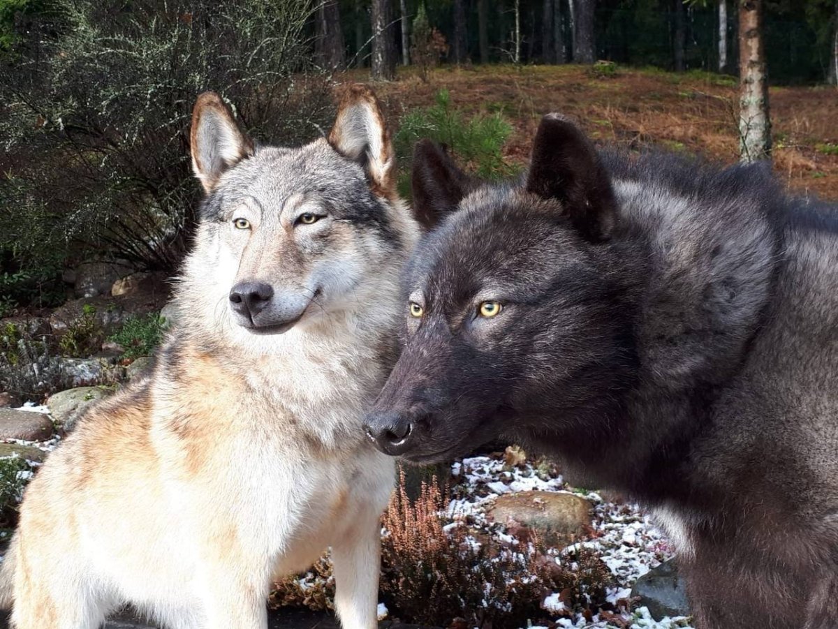 Чешский вольфхунд черный