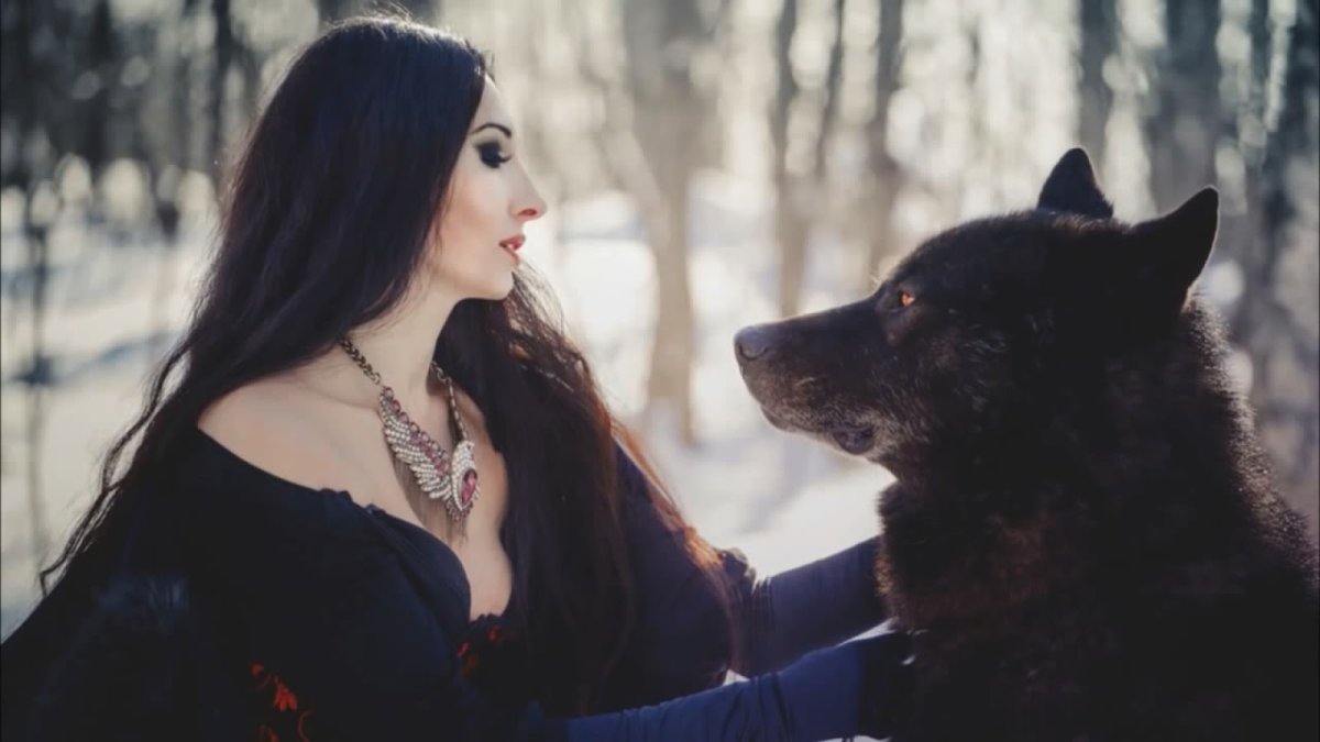 Волкособ черный