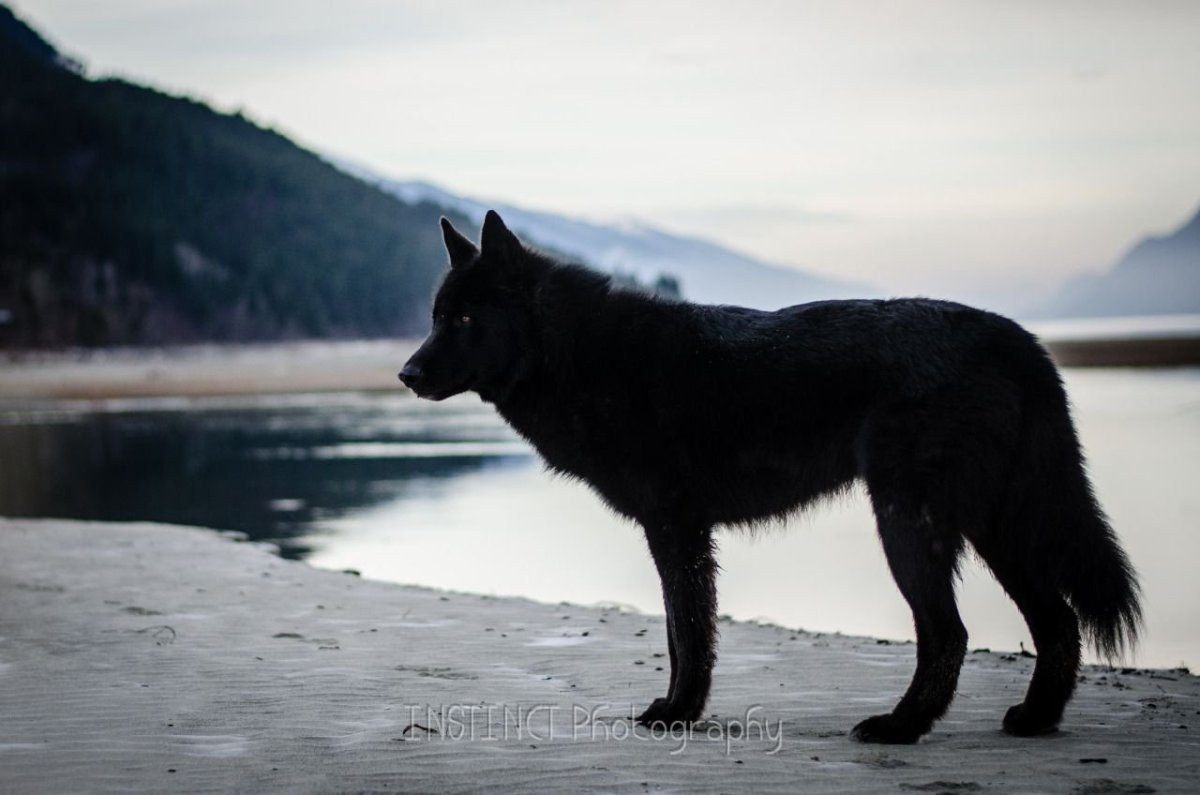 Американская овчарка лютоволк