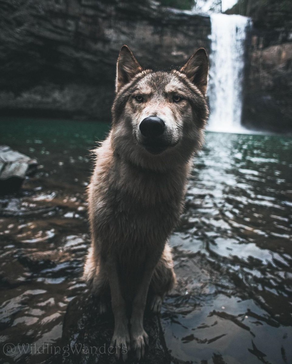 Юлия Иванович вольфхунд