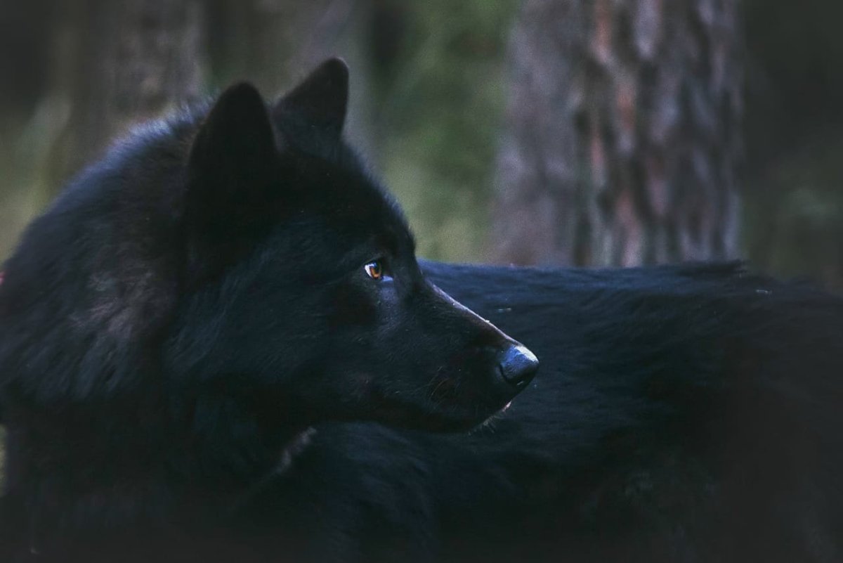 Волкособ гибрид