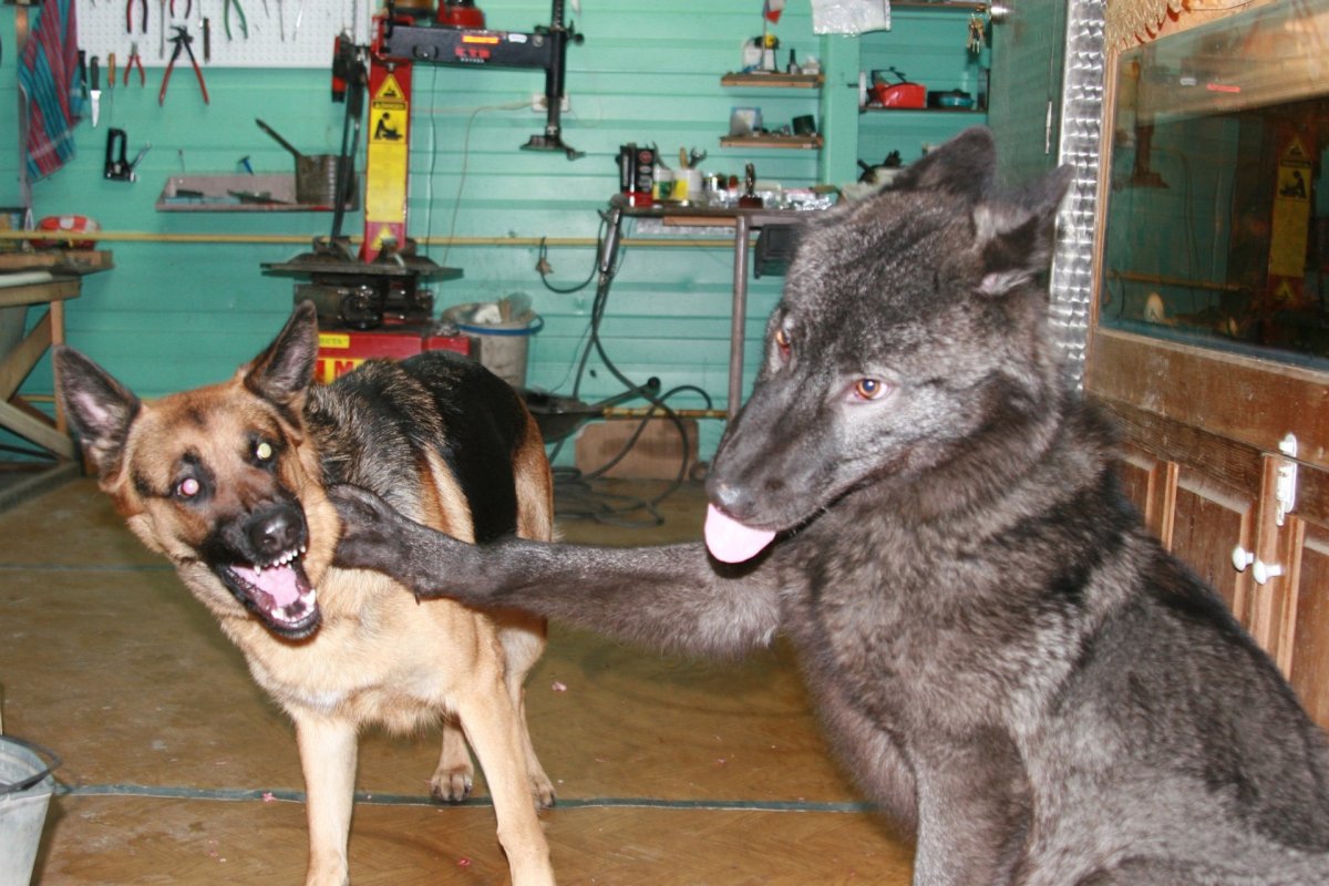 Волкособ Вульф