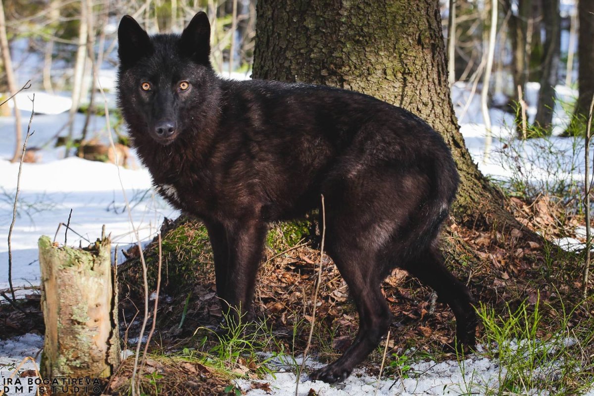 Собака русский вольфхунд