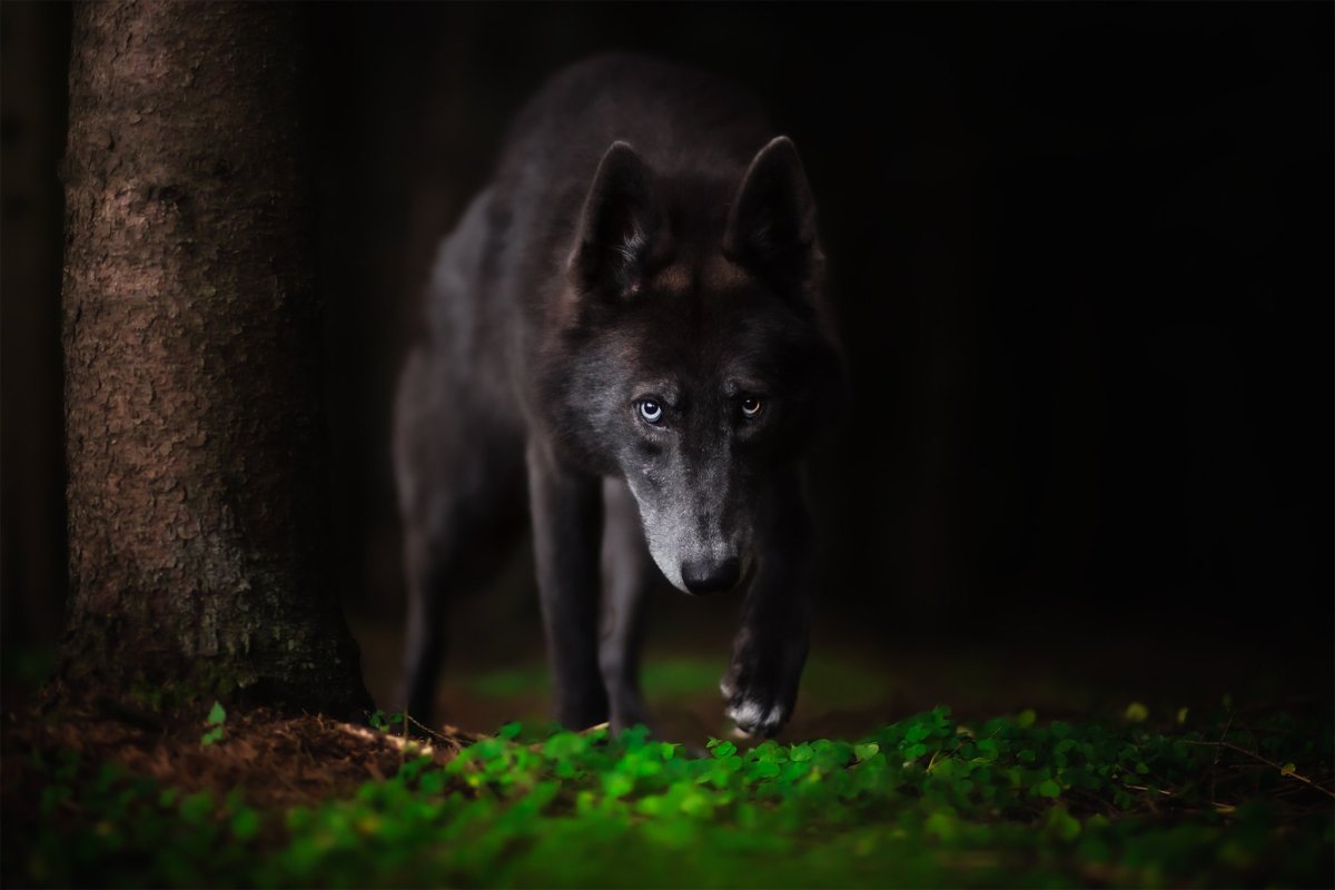 Гибрид хаски волкодав