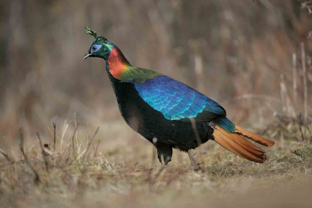 Фауна Непала