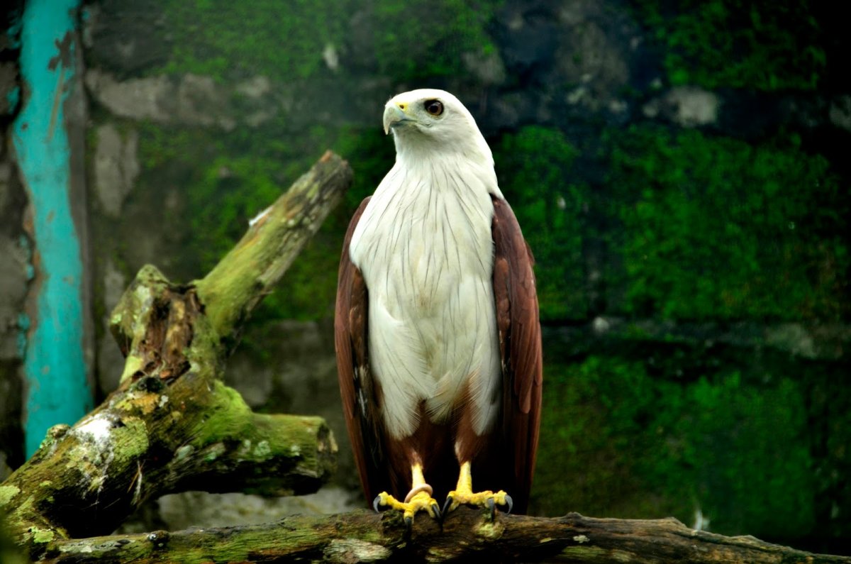 Птицы Пинтерест