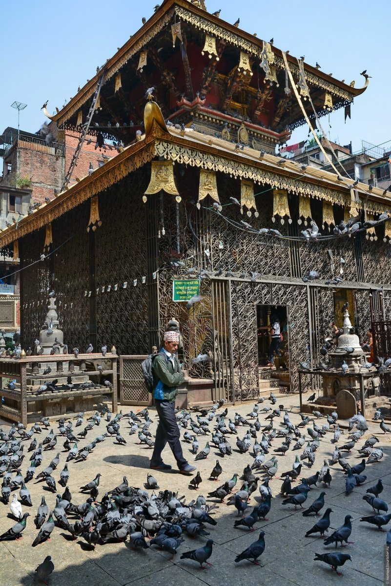 Челноклюв птица