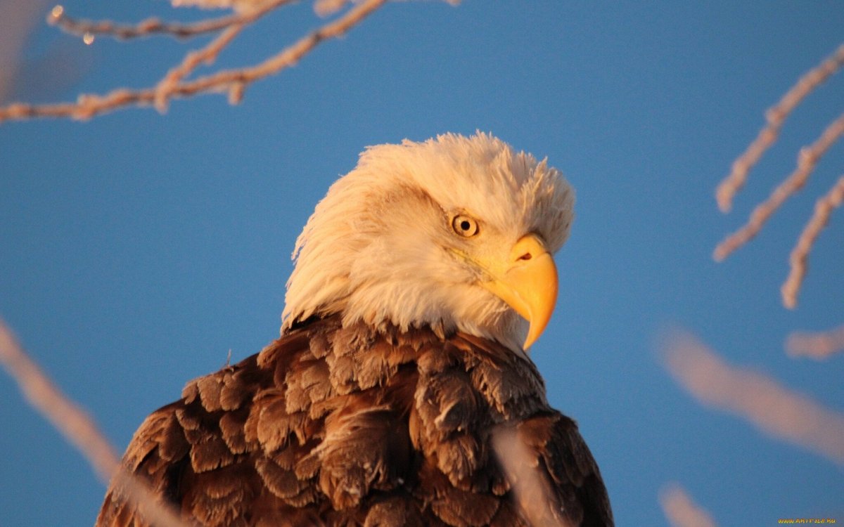 Роман Хищные птицы