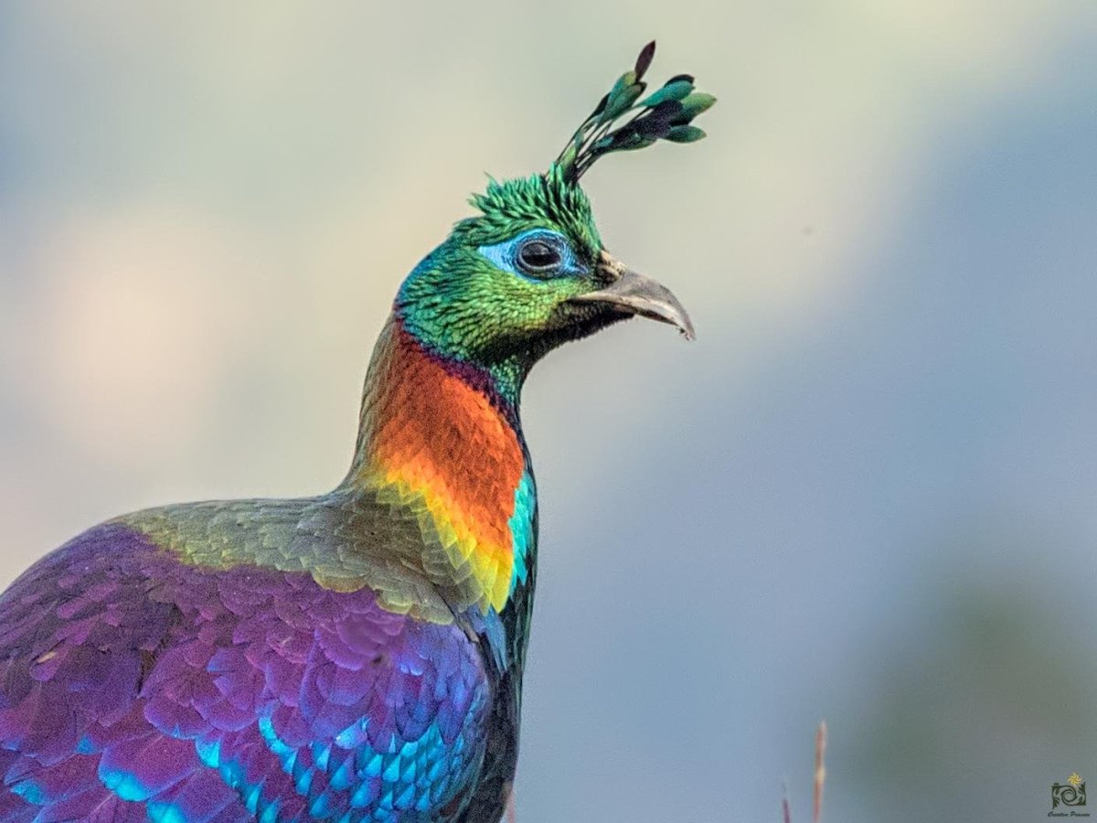 Фазан Гималайский монал