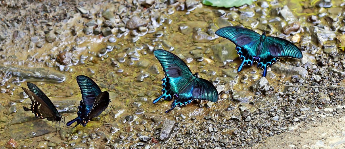 Самая большая бабочка в России