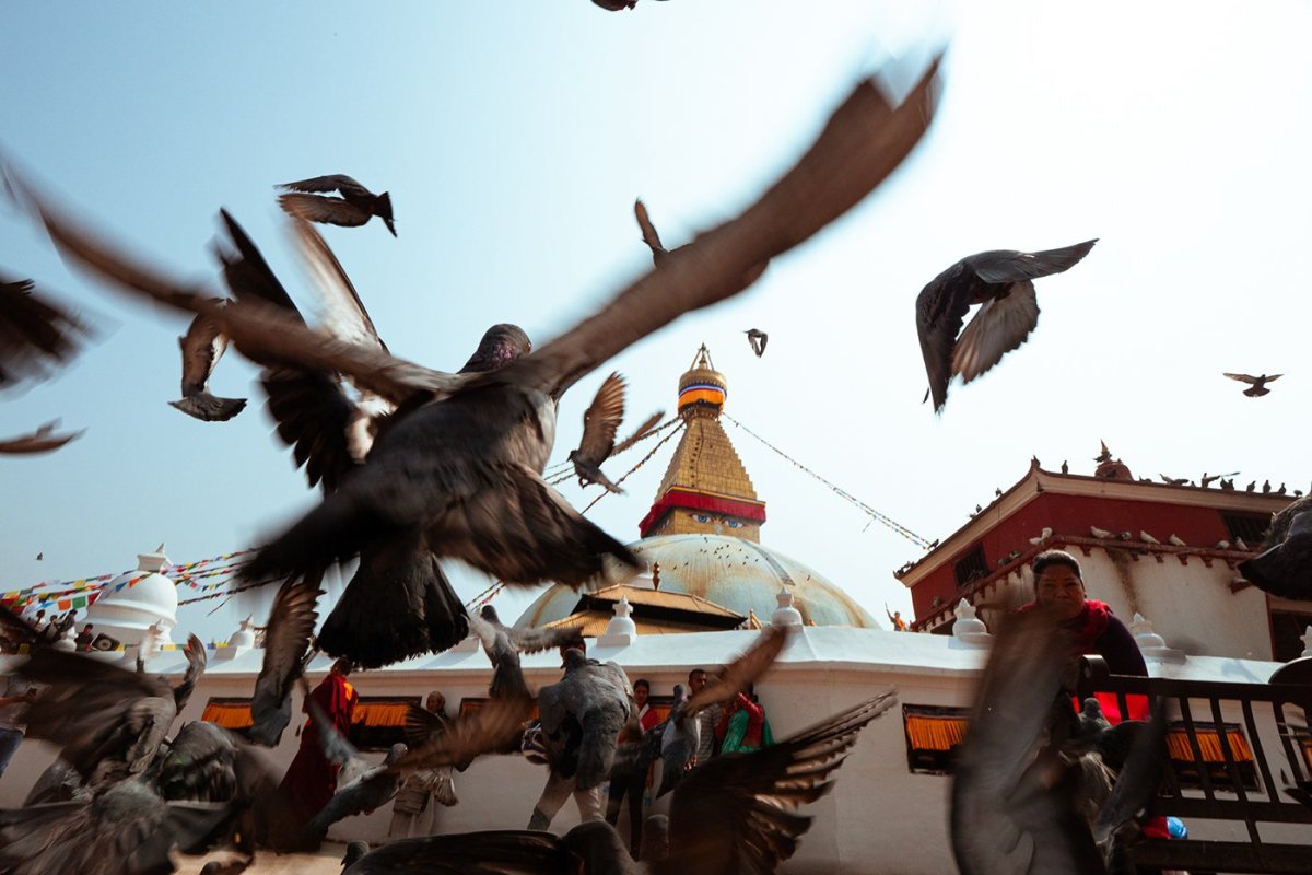 Непал птицы фотографии