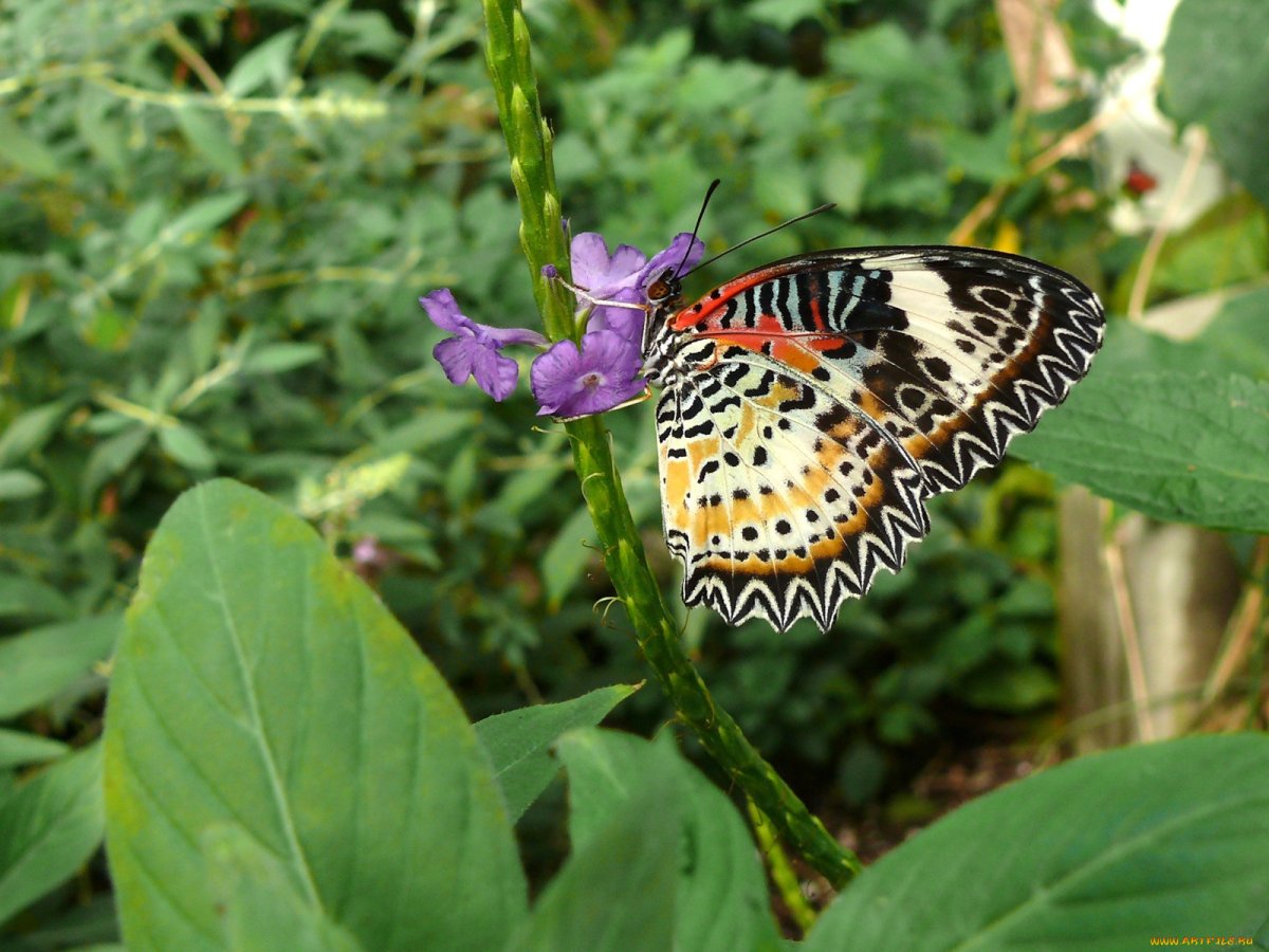 Бабочка ложная пестрянка