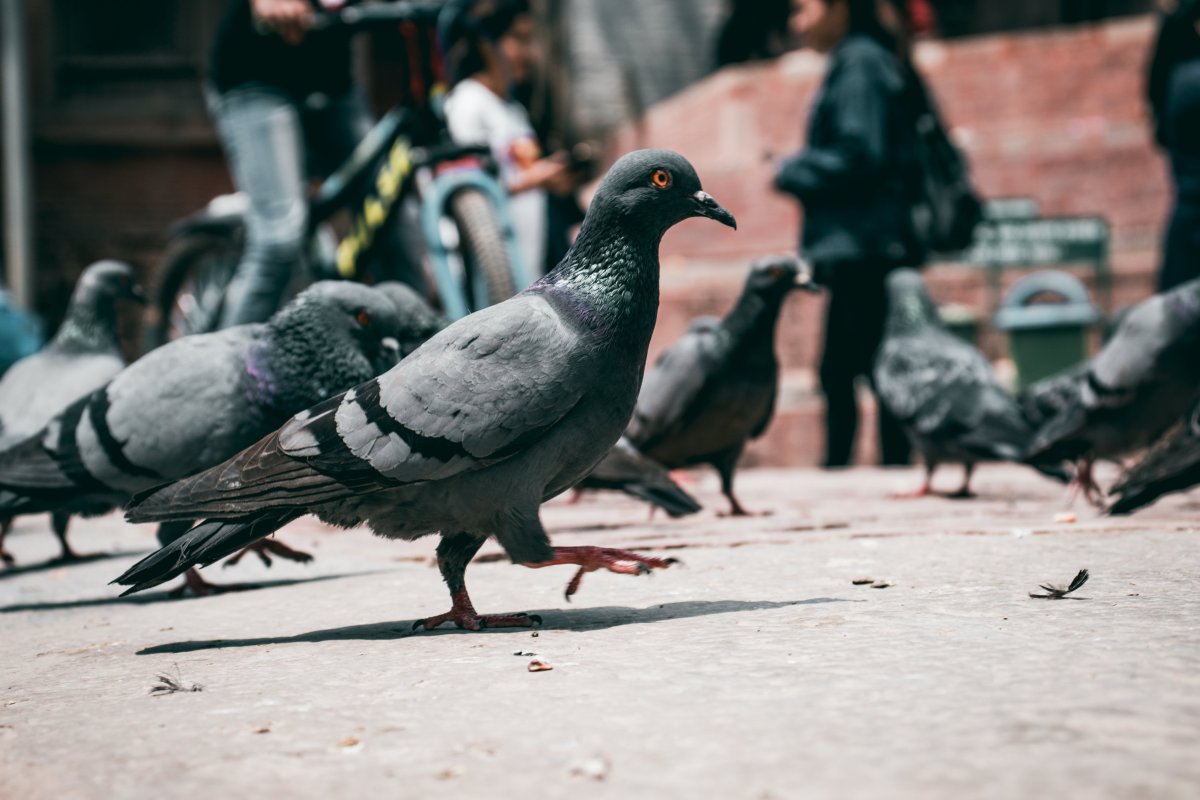 Яркие птицы в полете