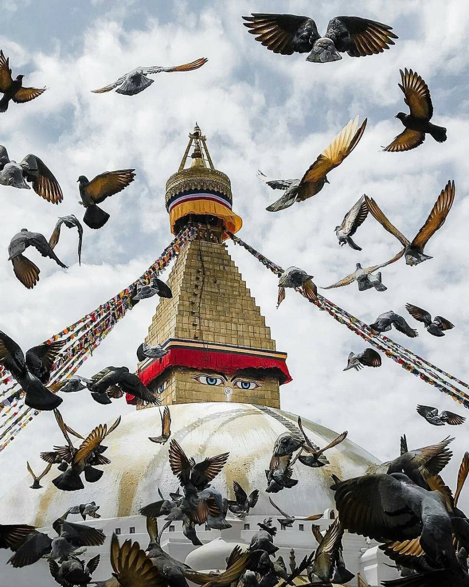 Японский красноногий Ибис