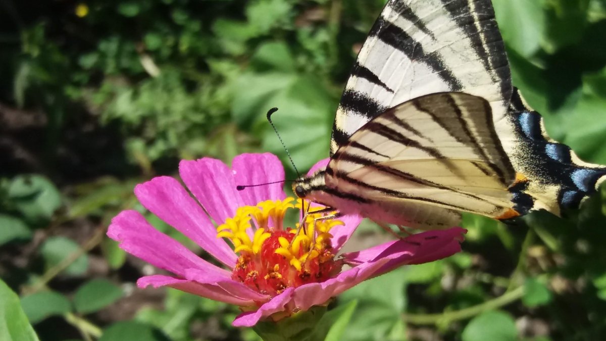 Циннии и бабочка