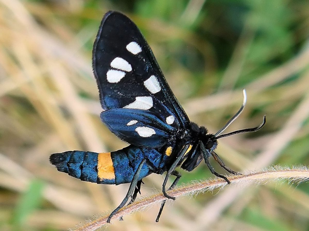 Бабочка голубянка