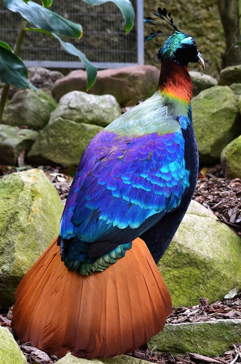 Национальное животное неапла