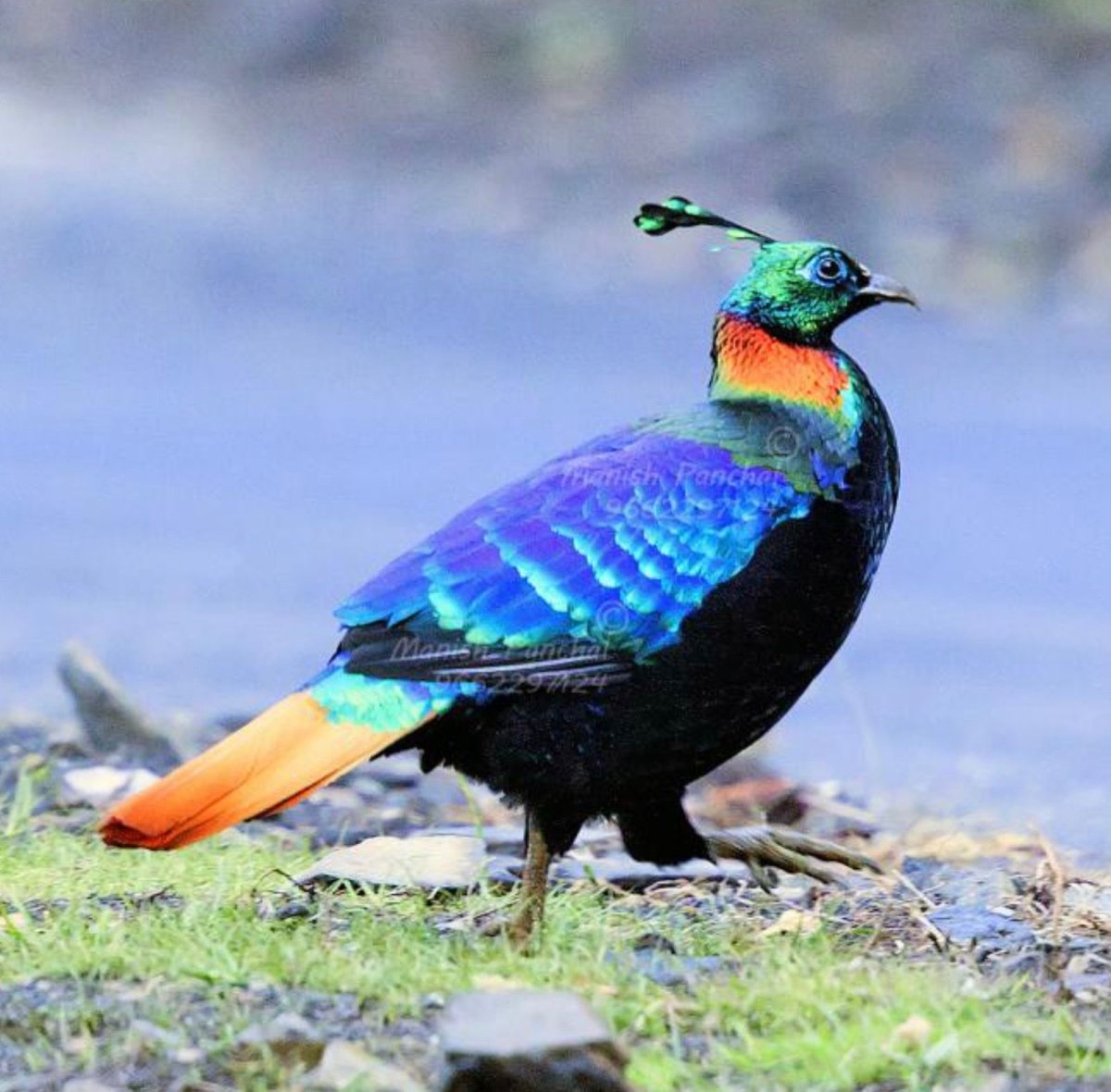 Гималайский монал птица