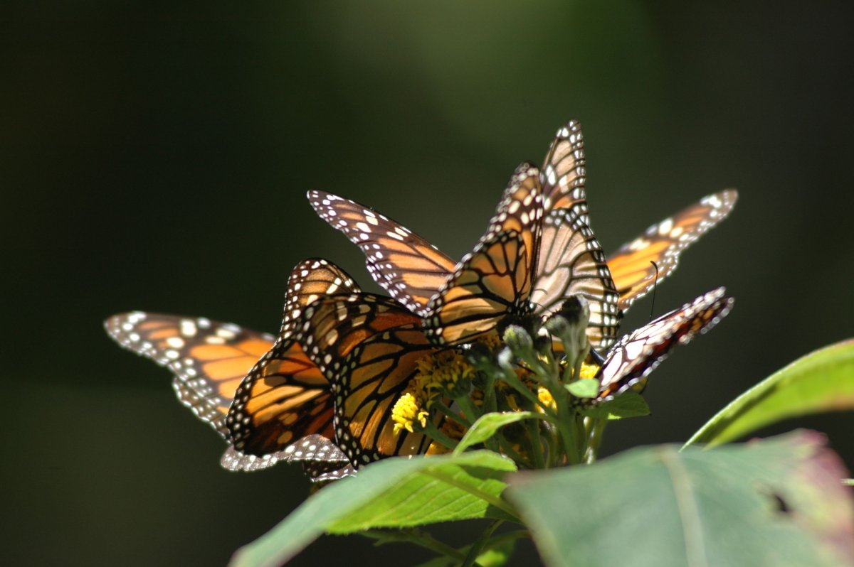 Бабочка маскируется